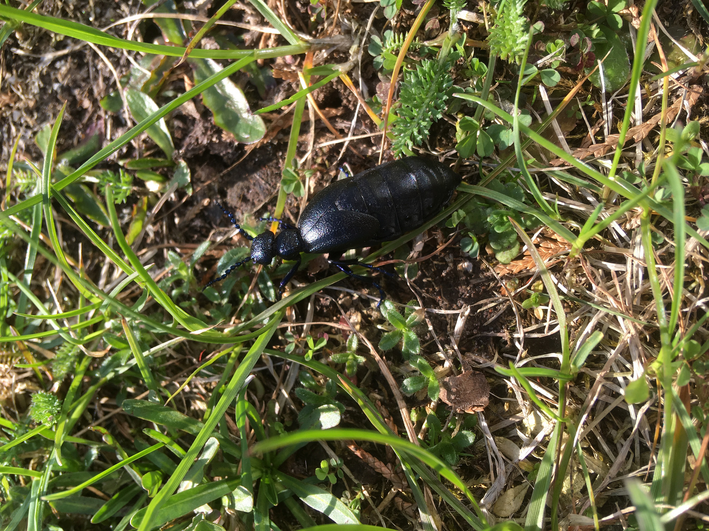 Interessanter Käfer - Wer kennt mich?