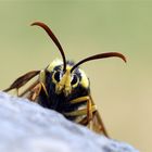 Interessantes "Pelztier", Hornissenglasflügler auch Bienenglasflügler genannt 