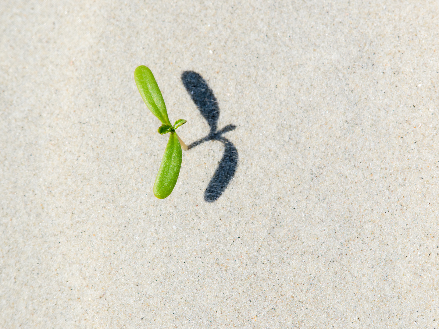 Interessantes Strandsandgewächs