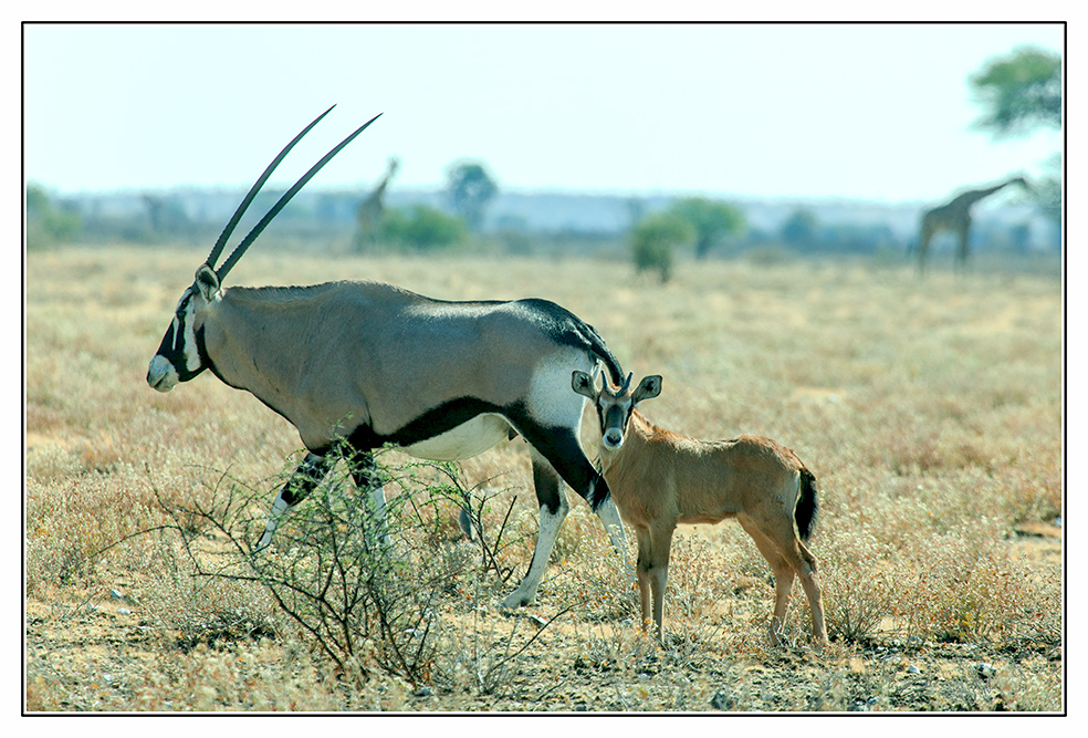 Interessantes Tier, die Oryx-Antilope