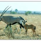 Interessantes Tier, die Oryx-Antilope