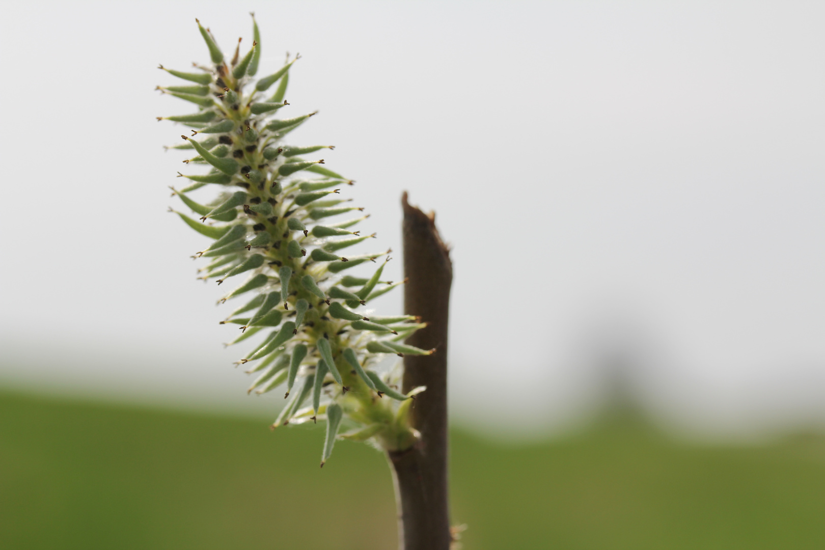 Interessantes was aus einer Blüte wird