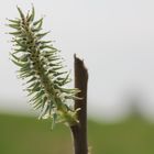 Interessantes was aus einer Blüte wird