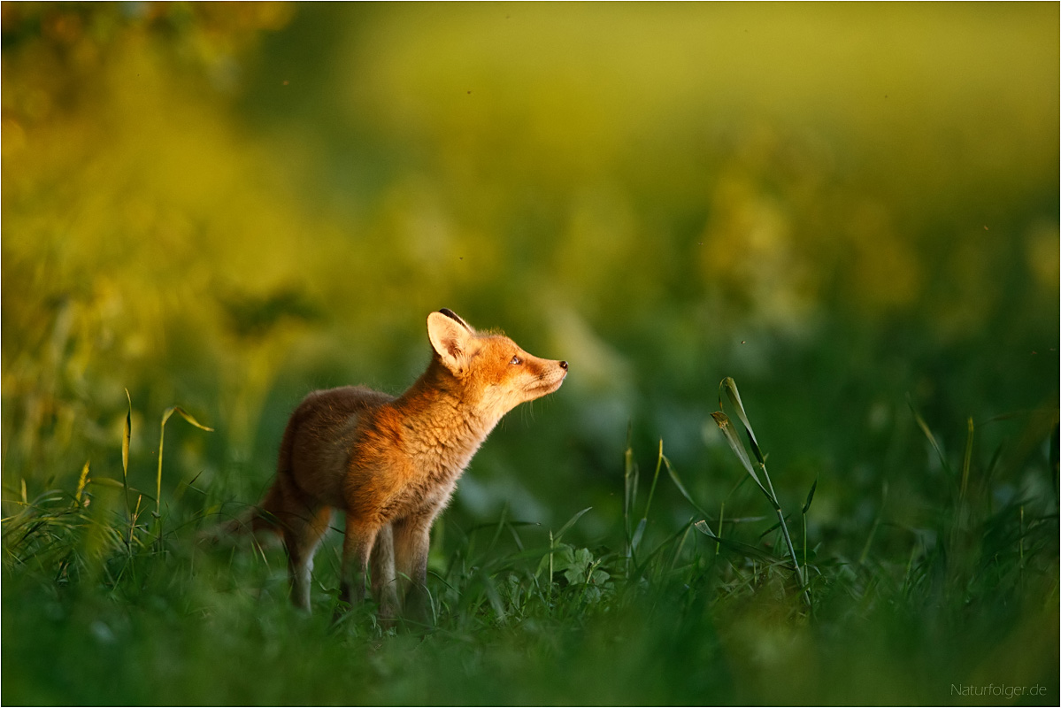 Interessiert Foto & Bild | tiere, wildlife, säugetiere Bilder auf