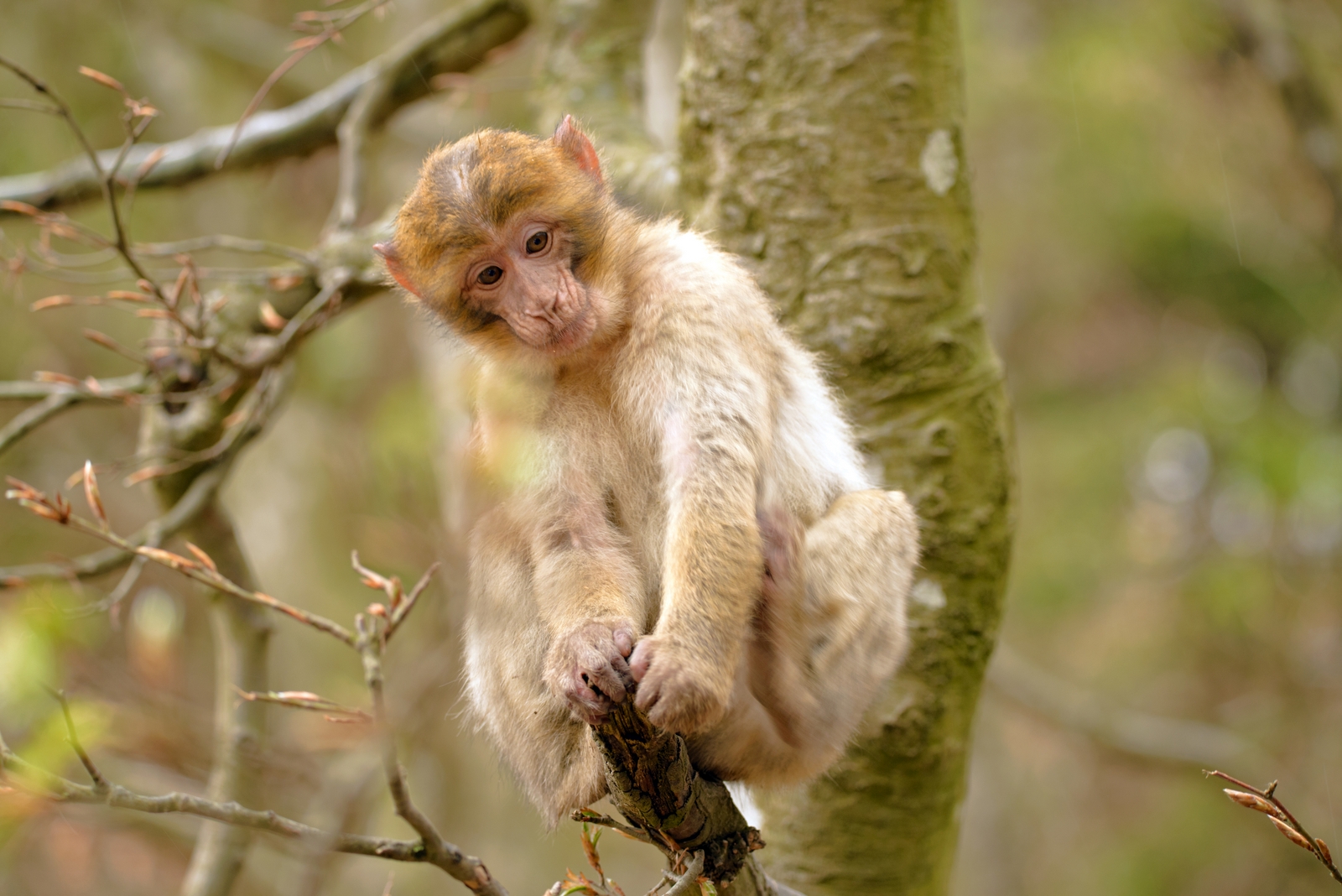 Interessiert. Foto & Bild | tiere, zoo, wildpark & falknerei