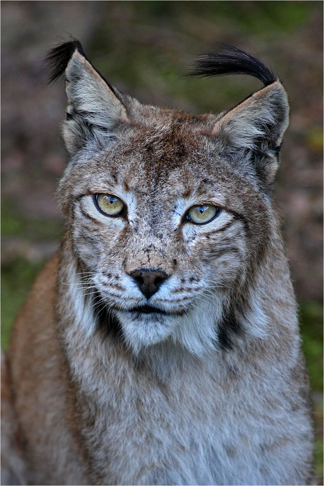 Interessiert... Foto & Bild | natur, zoo, tiere Bilder auf fotocommunity