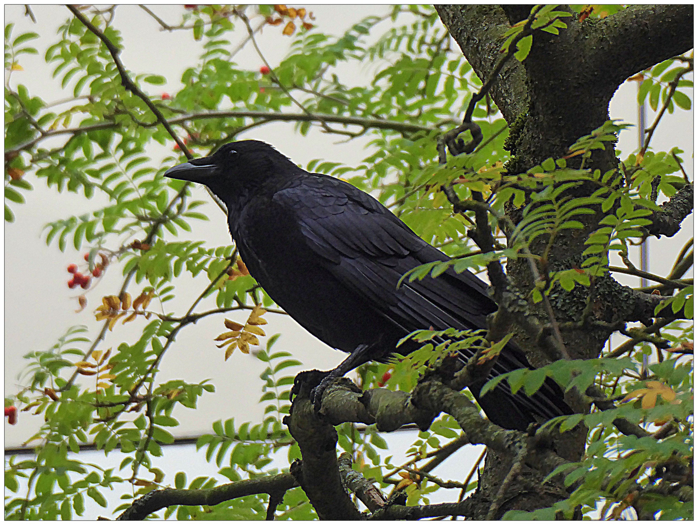 Interessiert an Vogelbeeren