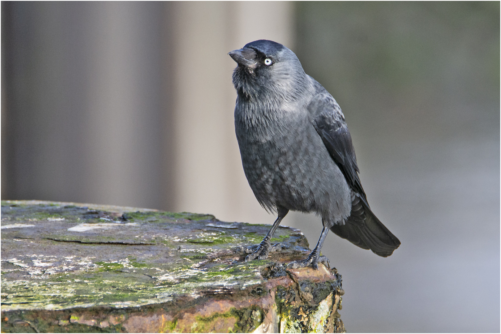 Interessiert beobachtete die Dohle (Corvus monedula) . . .