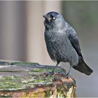 Interessiert beobachtete die Dohle (Corvus monedula) . . .