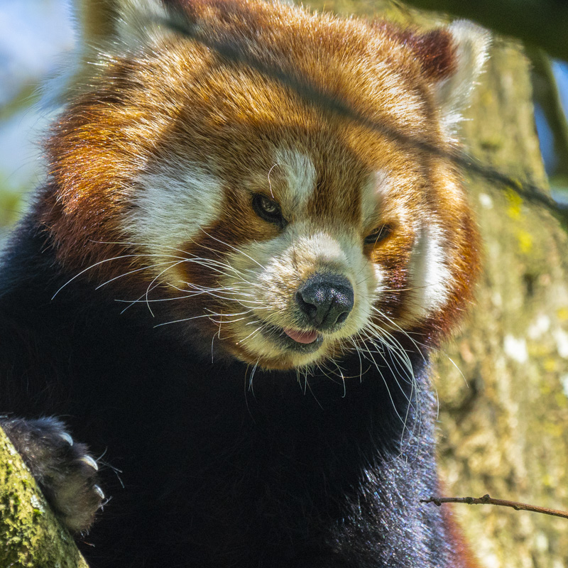 interessiert Foto & Bild | tiere, zoo, wildpark & falknerei, säugetiere