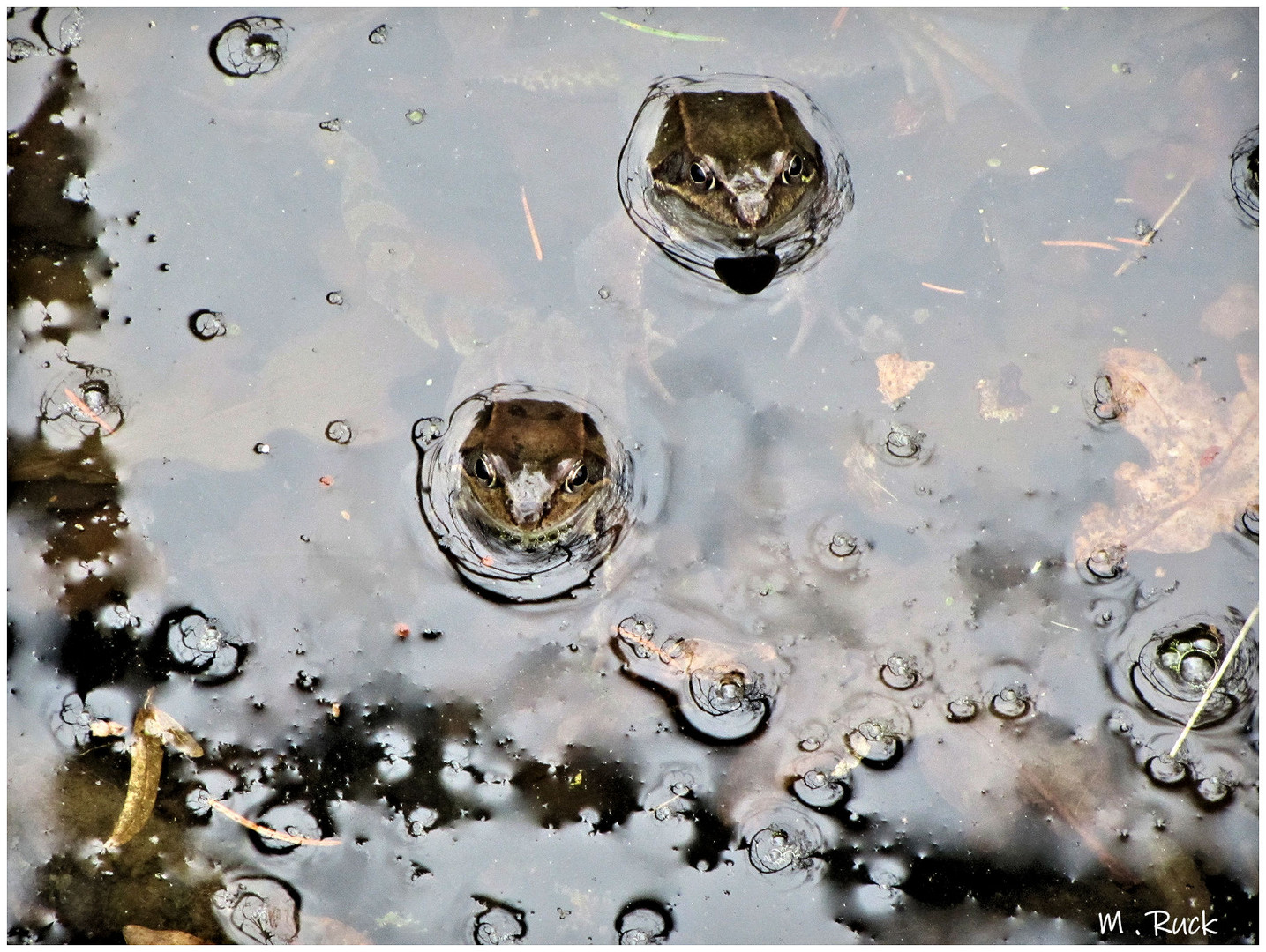 Interessiert schauen sie aus dem Wasser !