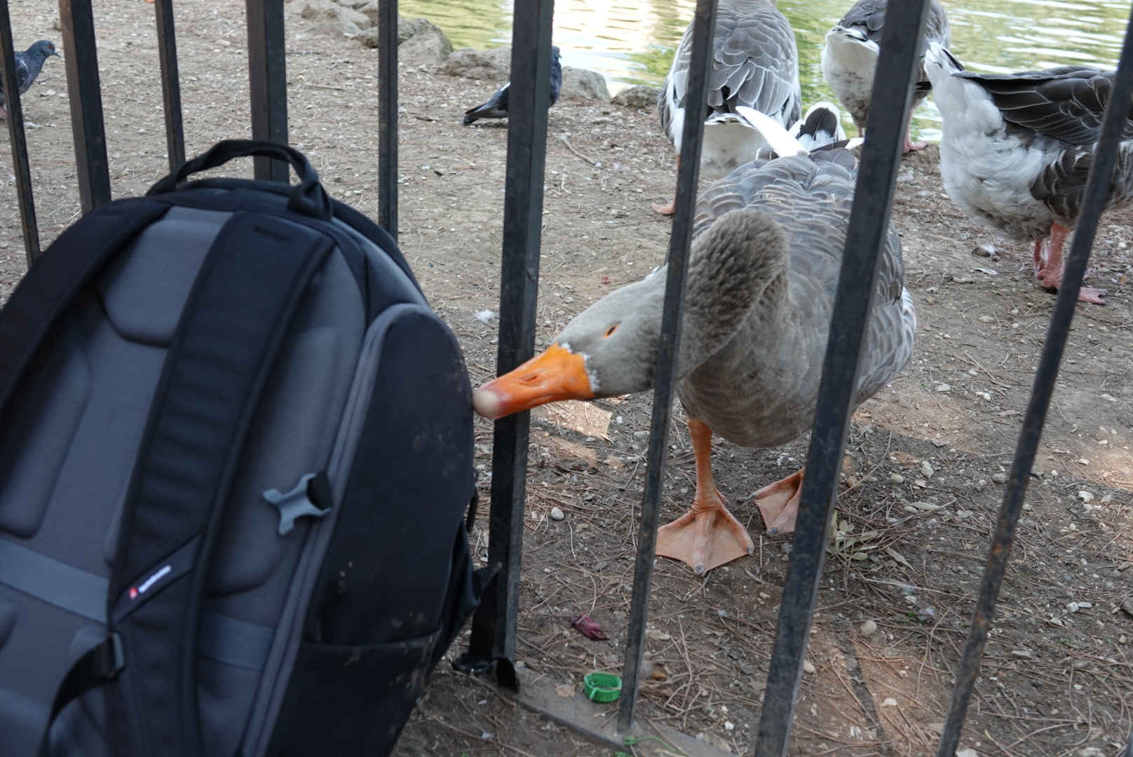 Interessierte Gans im Park der Villa Borghese