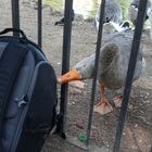 Interessierte Gans im Park der Villa Borghese