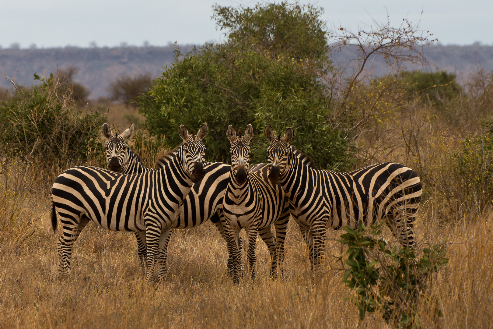 interessierte Zebras