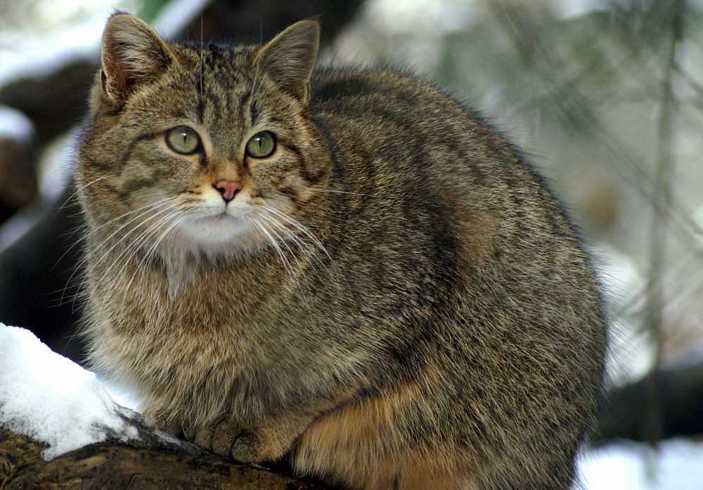 Interessierter Blick einer Wildkatze