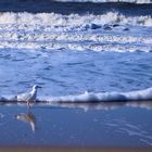 interessierter strandwächter