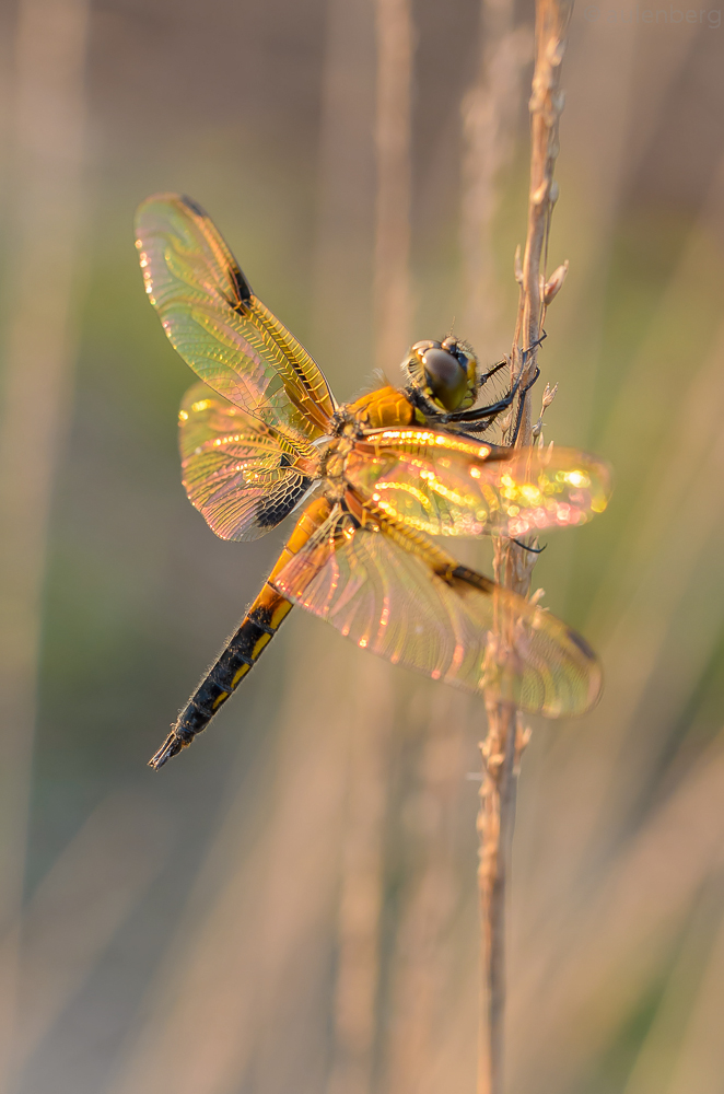 Interferenzerscheinung an den Flügeln eines Vierfleck ((Libellula quadrimaculata)