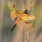 Interferenzerscheinung an den Flügeln eines Vierfleck ((Libellula quadrimaculata)