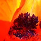 Intergalaktische Mohn Impression.....