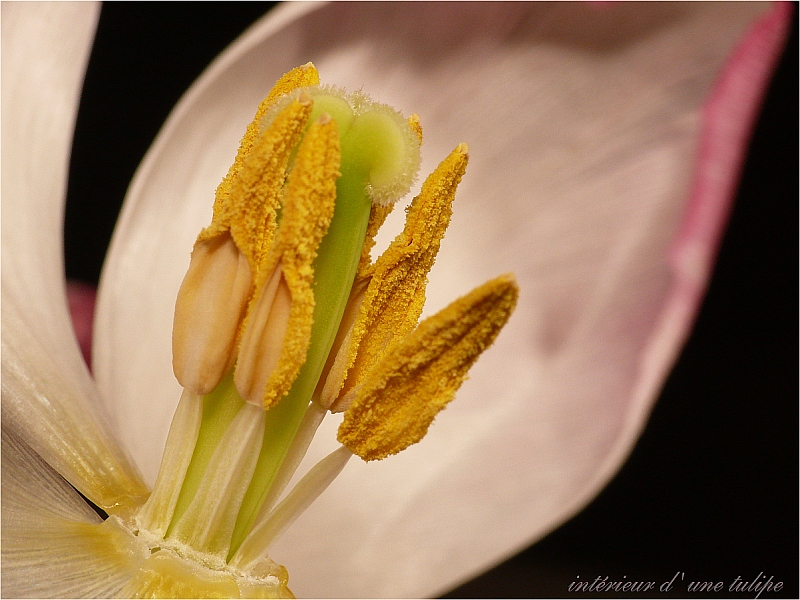 intérieur d' une tulipe