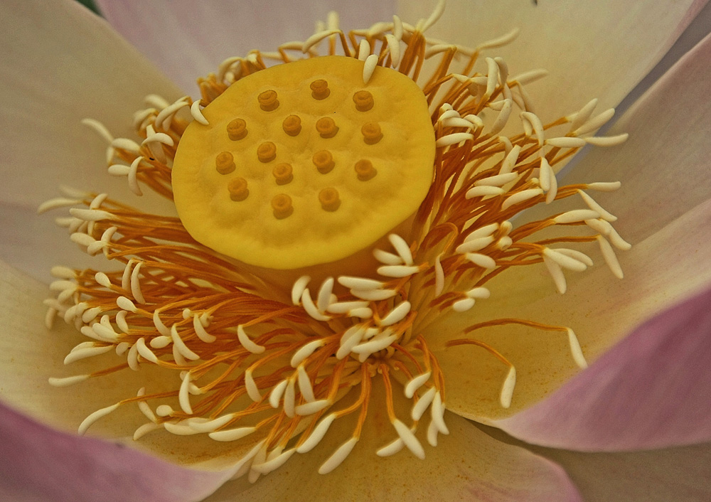 Intérieur Dune Fleur De Lotus Photo Et Image Fleurs