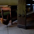 Interieur mit Huhn