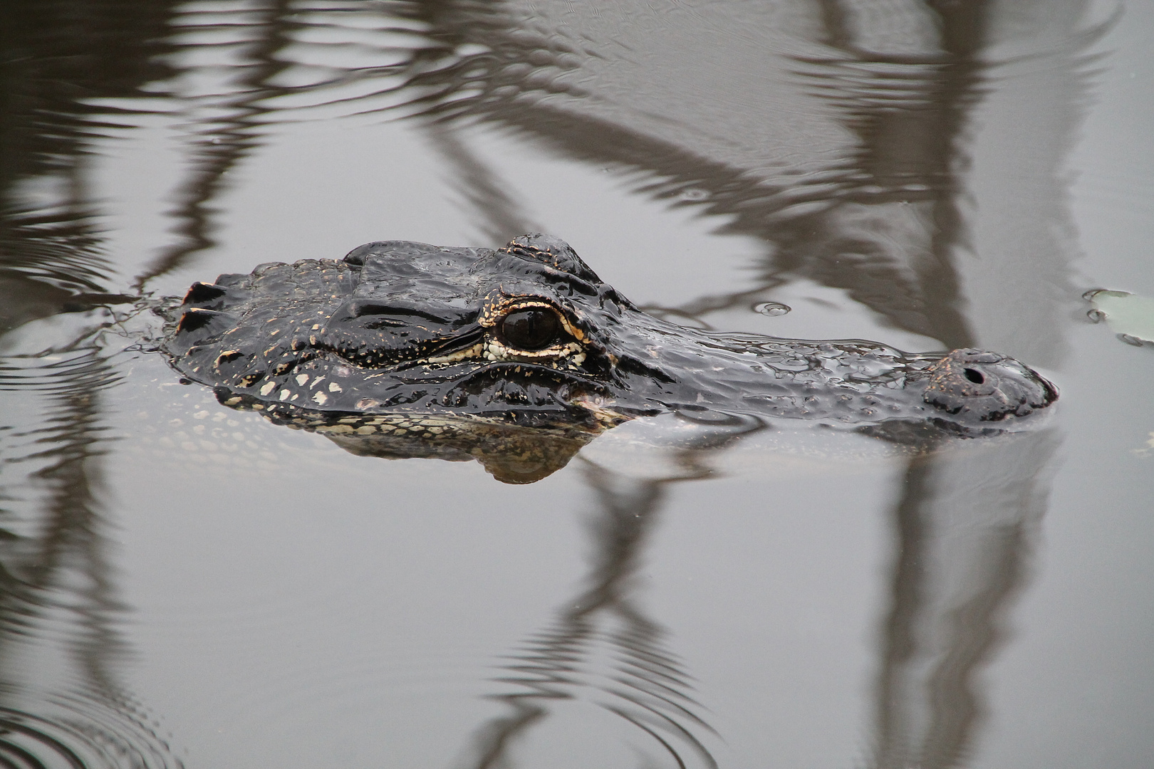 Interior Crocodile Alligator Foto Bild Tiere Wildlife