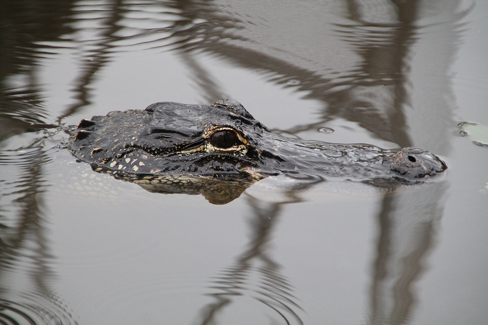 Interior Crocodile Alligator Foto Bild Tiere Wildlife