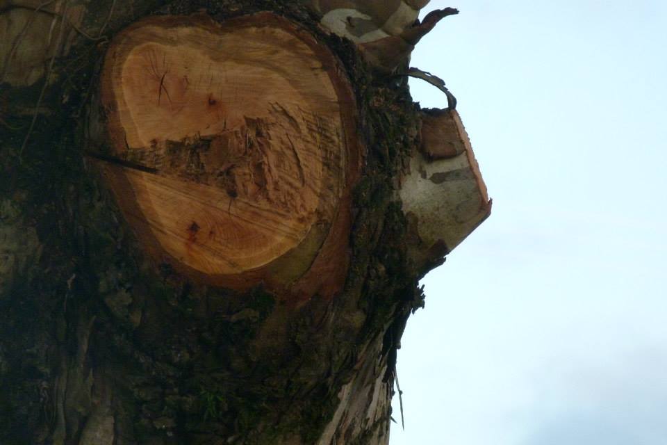 interior de un arbol