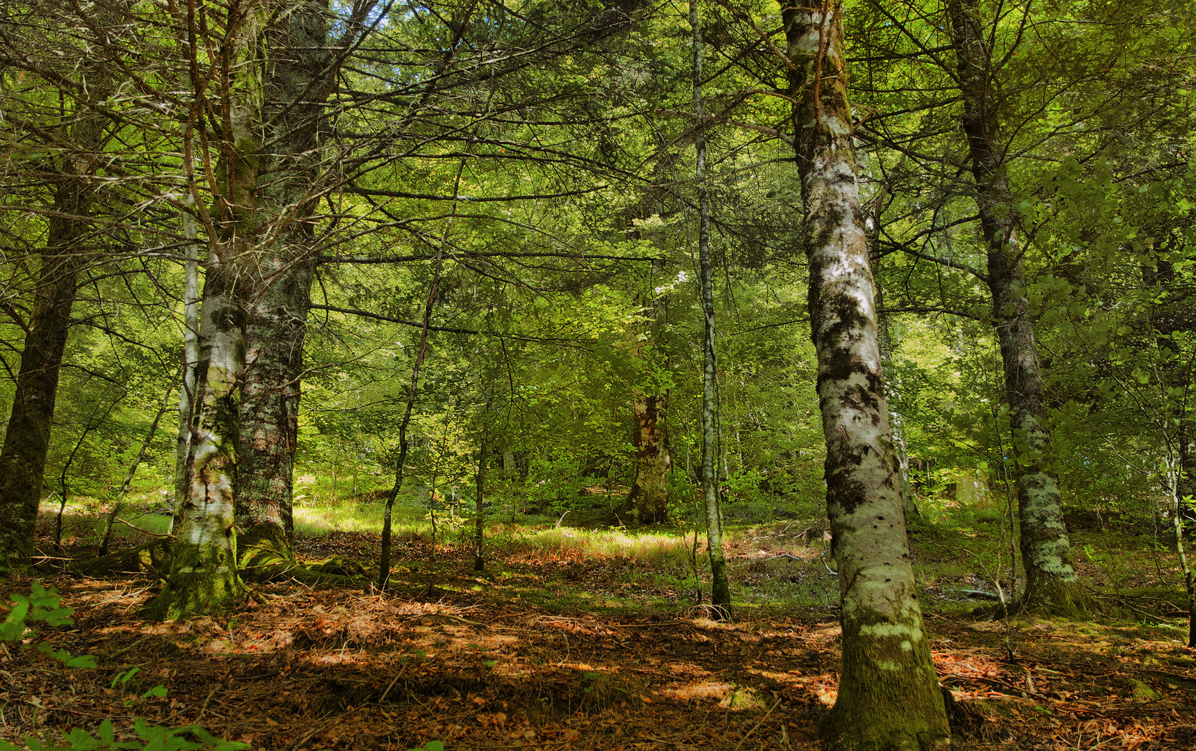 INTERIOR DEL BOSQUE EN VERANO