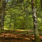 INTERIOR DEL BOSQUE EN VERANO