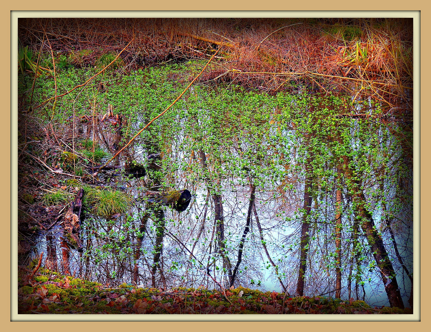 INTERMEDE -3 - Bois Notre Dame en Hiver .