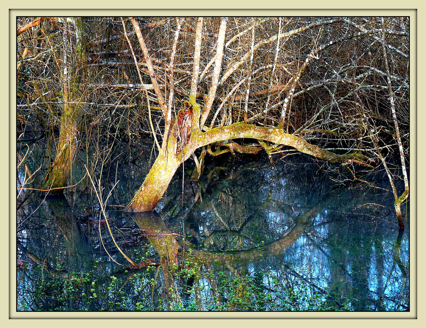 INTERMEDE - 4 - Bois Notre Dame en Hiver .