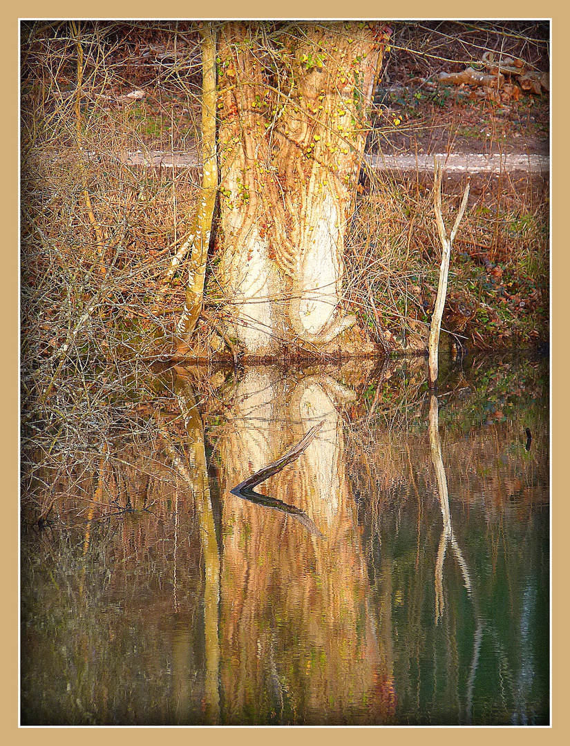 INTERMEDE -8 - - Bois Notre Dame en Hiver .