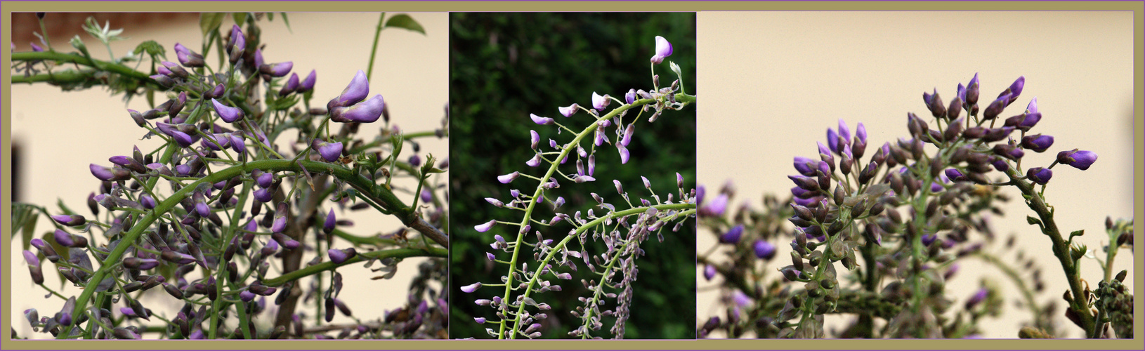 Intermède printanier 23 - Glycine en boutons -- Frühlingsintermezzo 23 - Glyzine in Knospen