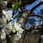 Intermède printanier 28 - Fleurs de poirier -- Frühlingsintermezzo 29 - Birnenbaumblüten