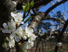 Intermède printanier 28 - Fleurs de poirier -- Frühlingsintermezzo 29 - Birnenbaumblüten