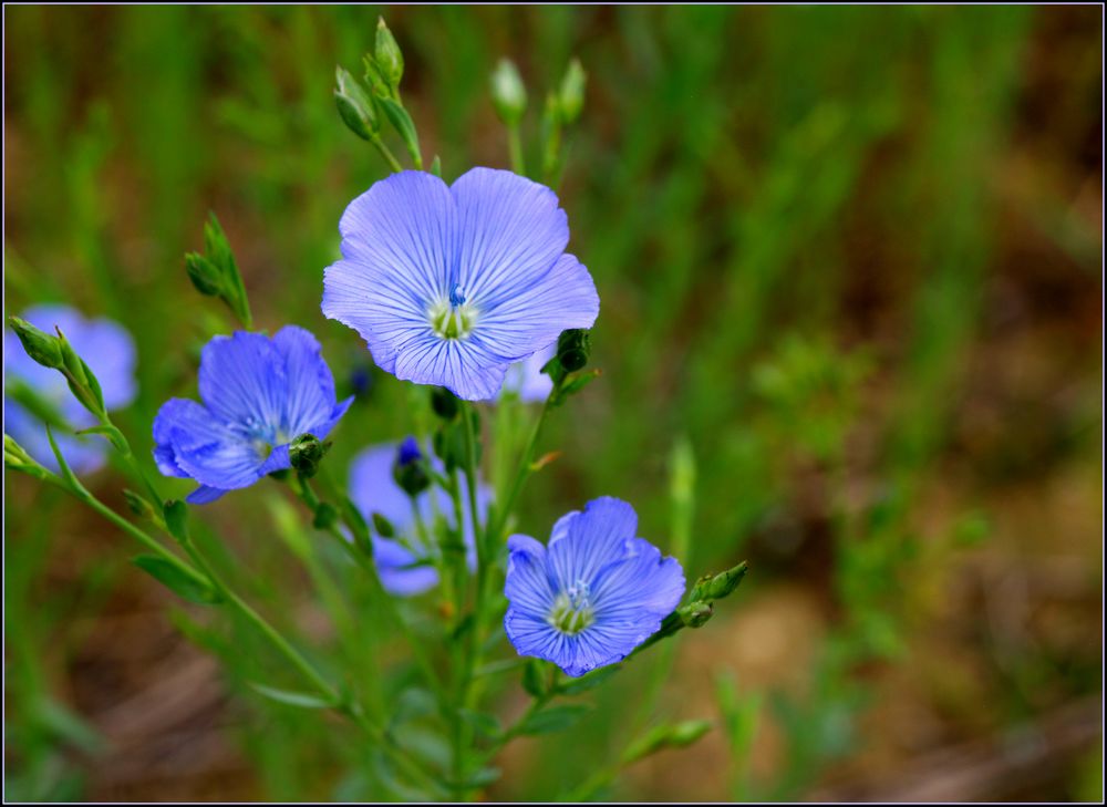 Intermède printanier 36 - Fleurs de lin -- Frühlingsintermezzo 36 - Flachsblumen