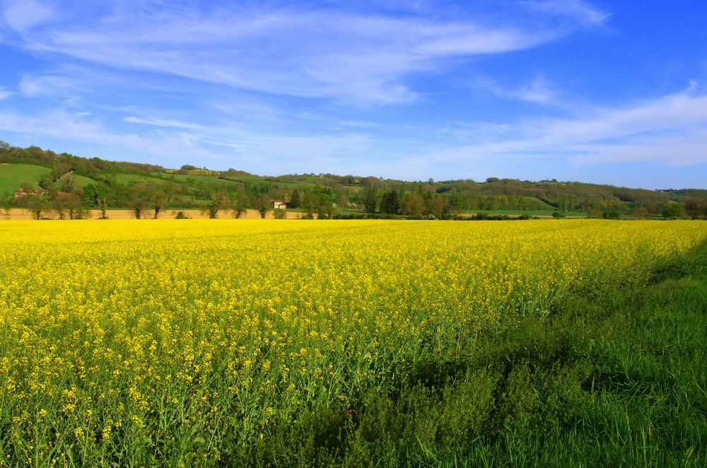 Intermède printanier 38 -- Agriculture dans le Gers en avril