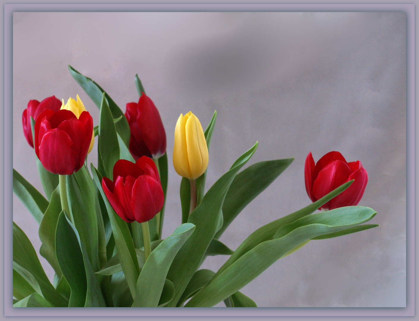 Intermède printanier 8 - Tulipes -- Frühlingsintermezzo 8 - Tulpen