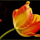 Intermezzo pascal  5  --  Tulipe du jardin