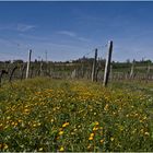 Intermezzo pascal 6  --  Vignoble gersois en début de printemps