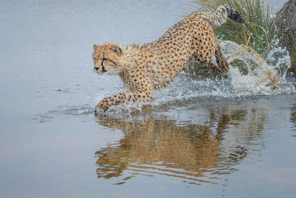 International Cheetah Day