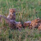 International Cheetah Day