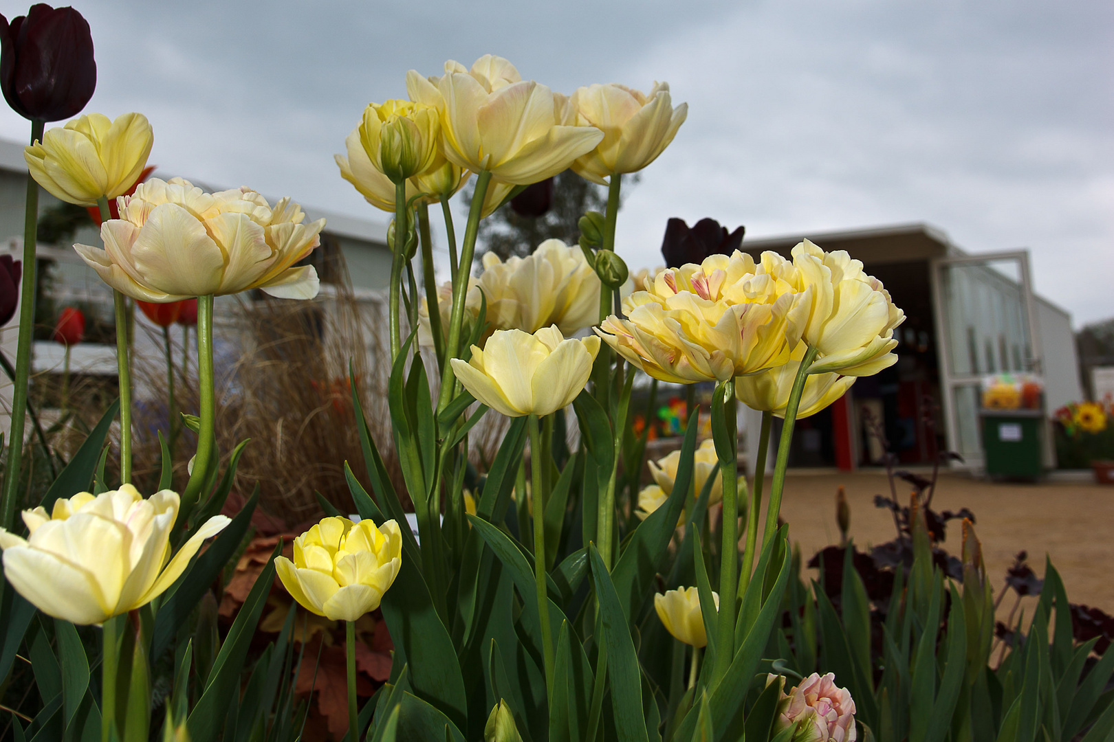 Internationale Gartenausstellung Hamburg 1