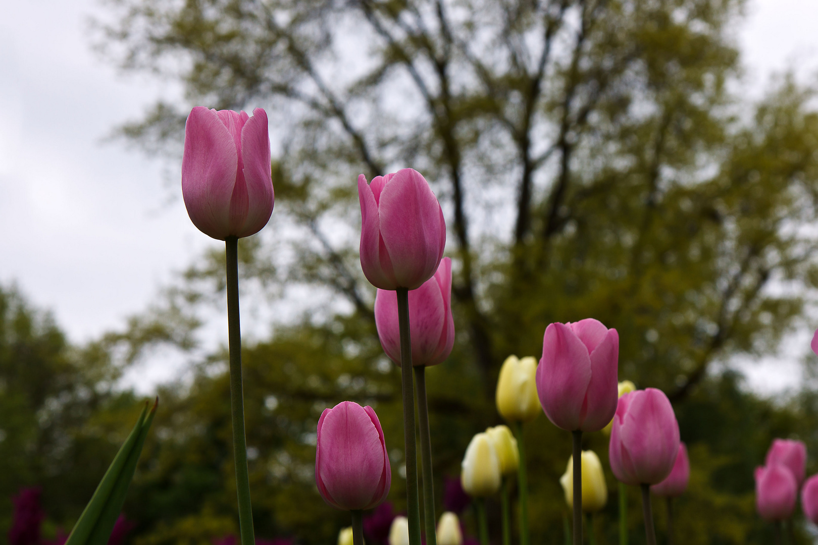 Internationale Gartenausstellung Hamburg 3