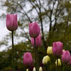 Internationale Gartenausstellung Hamburg 3