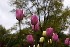 Internationale Gartenausstellung Hamburg 3