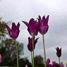 Internationale Gartenausstellung Hamburg 4