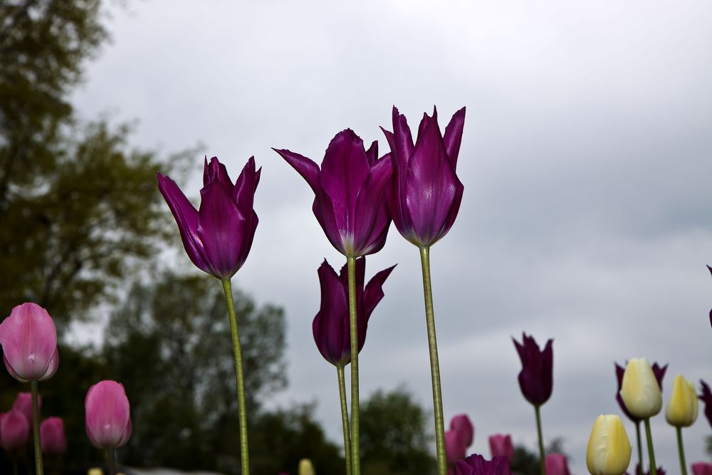 Internationale Gartenausstellung Hamburg 4